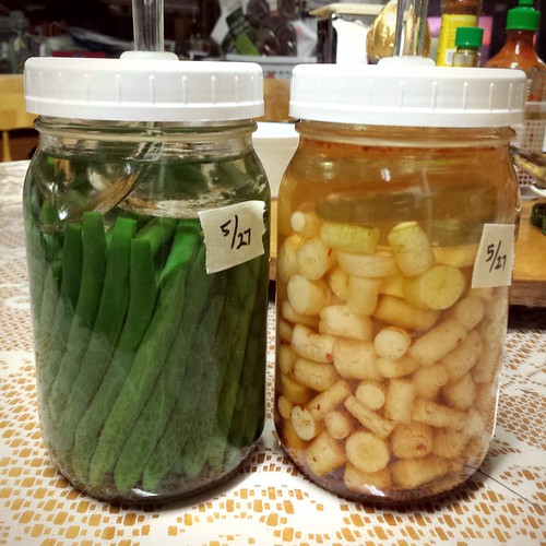 Making lacto-fermented Green Beans and Lunar White Carrots.