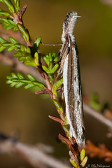 Lepidoptera: Oecophoridae of Finland