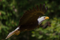 2014-06-22 San Juan Eagles