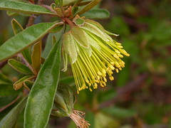 Western Australian wildflowers
