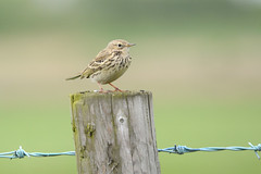 Pipits , Larks and Wagtails
