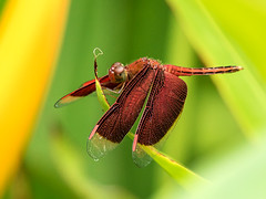 Insects & Spiders of Papua New Guinea