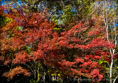 Fall Foliage in Mountain Brook, AL - 2016