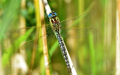 Hairy Dragonfly