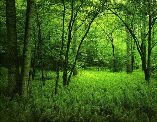 Beautiful Green Jungle Nature Wallpaper