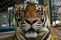 Tiger Kingdom (Chiang Mai, Thailand)