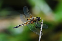 Libellen / Dragonflys