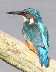 Kingfisher 13th September 2014 Lakenheath Suffolk