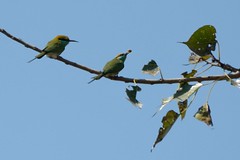 The Bee-eaters' hunt