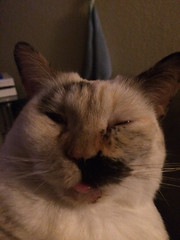 This is Persia; she’s a princess with a blep - The Caturday