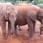 Young elephants enjoying a dust bath at the David Sheldrick Wildlife Trust, Nairobi, Kenya