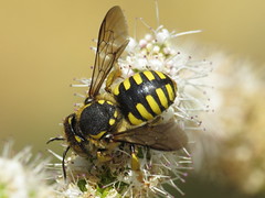 Leaf-cutter & Mason Bees - Megachilidae