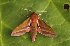 Moths (UK)