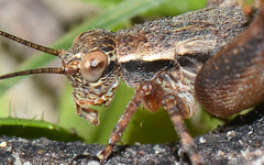 Orthoptera - crickets