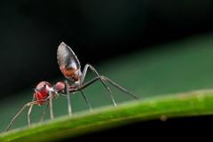 Ant-mimicking jumping spiders (Myrmarachne spp.)