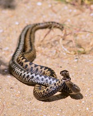 Dance of the Adders