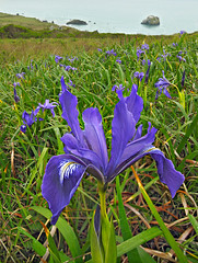 Pacific Coast Native Iris