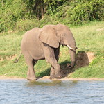 Elephant on the edge of the Kazinga Channel at Queen Elizabeth National Park, Uganda
