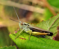 Grasshoppers, Crickets & Groundhoppers