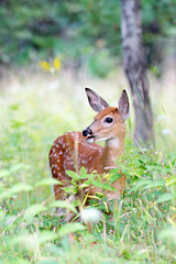 White-tailed Fawns