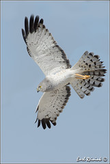 Hawk (Northern Harrier)