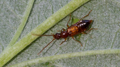 Coleoptera: Staphylinidae of Finland