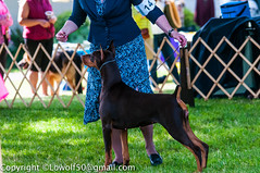 Canby Dog Show