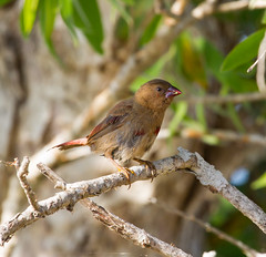 Birds - Finches - Darwin Region