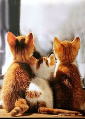 Check the cutest kittens: http://thecaturday.us