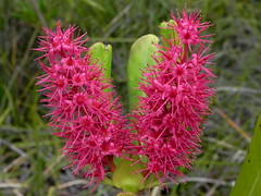 Cunoniaceae
