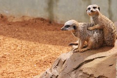 Colchester Zoo - July 2014