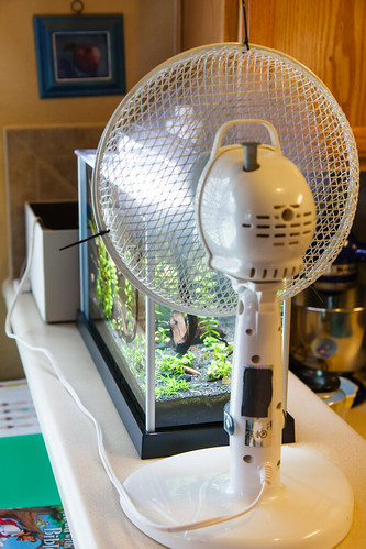 desk fan cooling a Fluval Spec V Aquarium