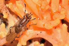 Diptera - Fungi flies