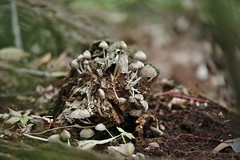 Fungi and Lichens
