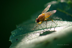 DROSOPHILIDAE (Diptera)