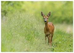 Roe deer / roe buck