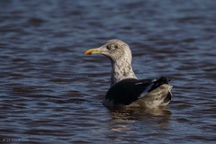 Goéland brun - Lesser Black-backed Gull (intermedius) (L.f.intermedius) (Larus fuscus intermedius)