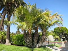 Palms of the Hyatt Regency in Newport Beach