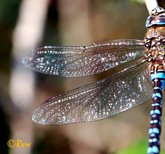Libellules - Dragonflies - Damselflies