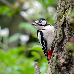 Woodpeckers,Nuthatches and Treecreepers