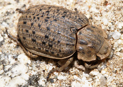 Beetles: Trogidae