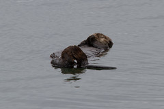 2012-08-04 Moss Landing Otters
