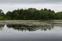 Cranberry Bog Preserve, Riverhead, NY June 2014