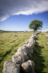 Un muret en granit et un hêtre sur l'Aubrac - A wall of granite and a beech in Aubrac region