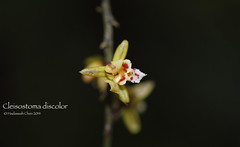 Cleisostoma discolor (Orchidaceae)