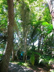 The Lakeside Palmetum