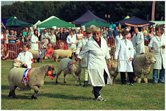 Findon Sheep Fair 2014