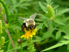 Bumble Bee By Maranacook