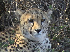 Cheetahs at Saldanha Bay South Africa 2011