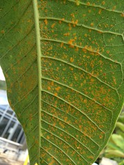 Plumeria rust, caused by Coleosporium plumeriae